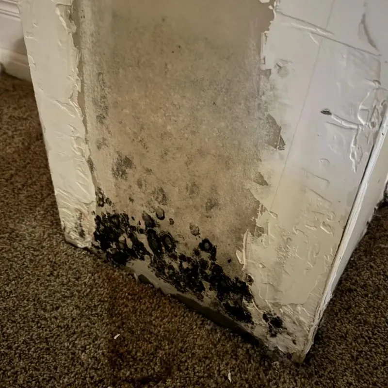 Professional Mold Removal in Columbia, MO